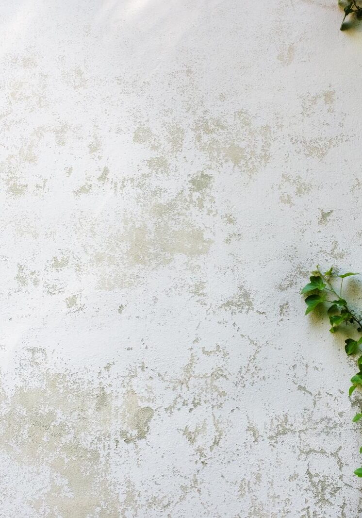 Ivy leaves the island on a brick wall white background.
